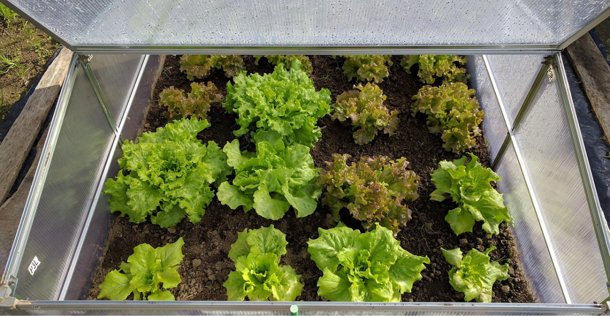 Lettuce growing in cold frame